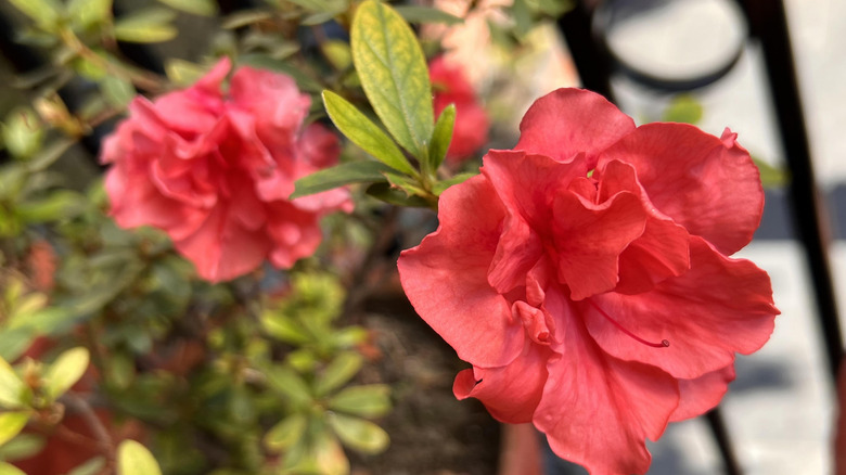 kırmızı açelya çiçeğine yakın çekim