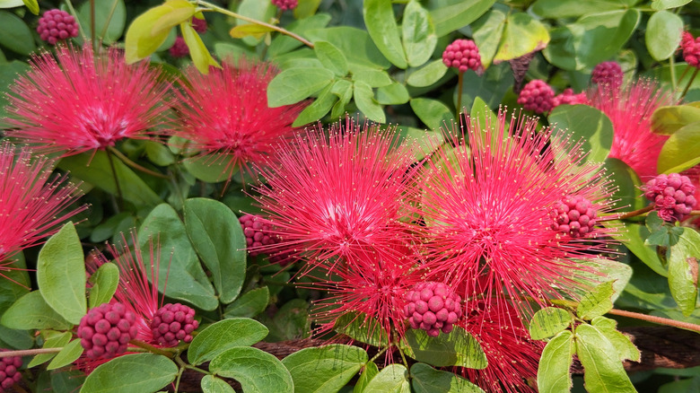 kırmızı toz puf çiçeklerine yakın çekim