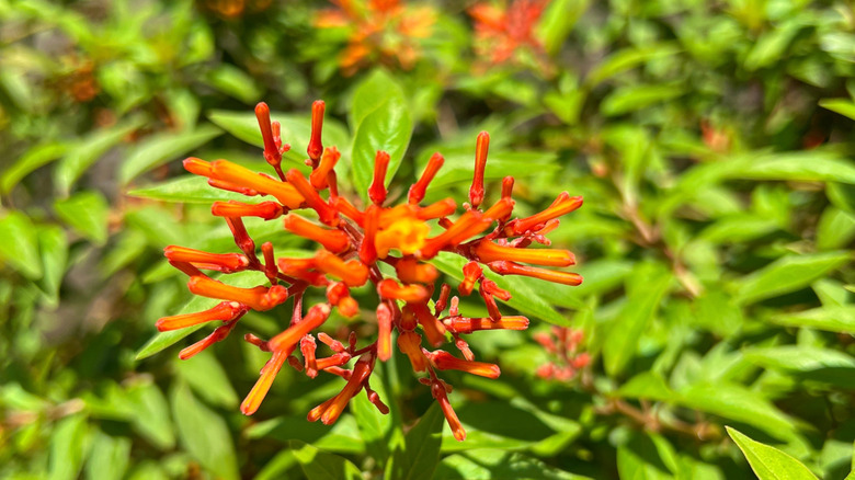 Hamelia patens çiçeğine yakın çekim