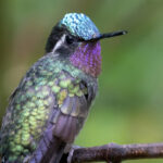 Tüm İlkbahar Veya Yaz Boyunca Sinek Kuşlarını Çeken Kırmızı Çiçekli Çalılar