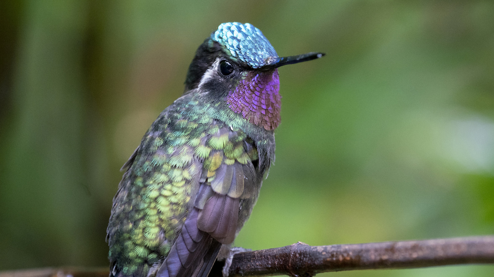 Tüm İlkbahar Veya Yaz Boyunca Sinek Kuşlarını Çeken Kırmızı Çiçekli Çalılar
