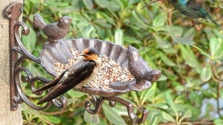 Sungmor Ağır Hizmet Tipi Dökme Demir Kuş Besleyici