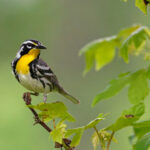 Amazon'da Çiçek Sepetlerini Güzelce Asabilen Kuş Besleyici