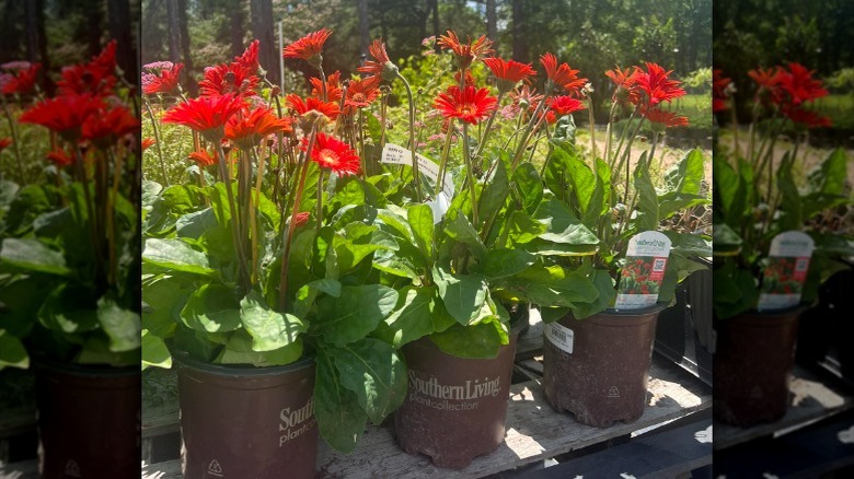 Parlak kırmızı çiçeklerle saksılarda büyüyen 'Bahçe Mücevherleri' Gerbera Papatyaları