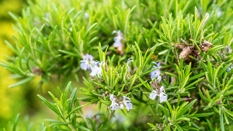 Çiçek açan biberiye bitkisi