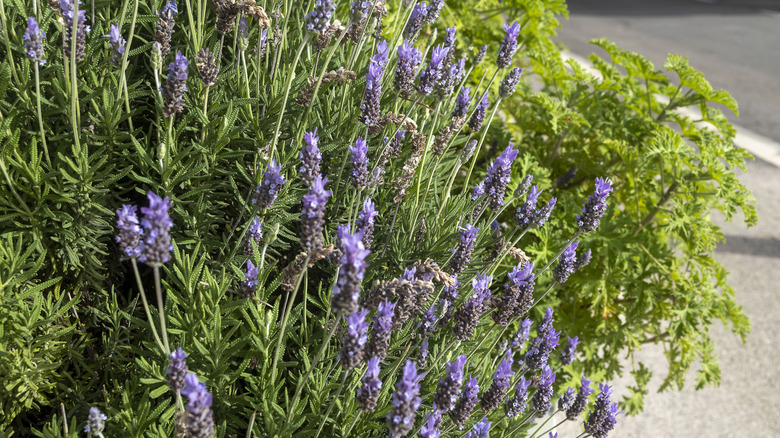 Güneşli bir bahçe yatağında büyüyen mor lavanta çiçekleri.