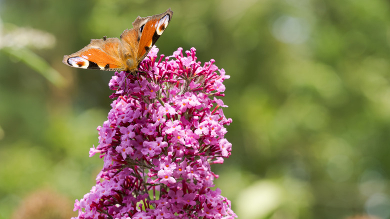 Mor bir kelebek çalısının üzerinde canlı bir tavus kuşu kelebeği