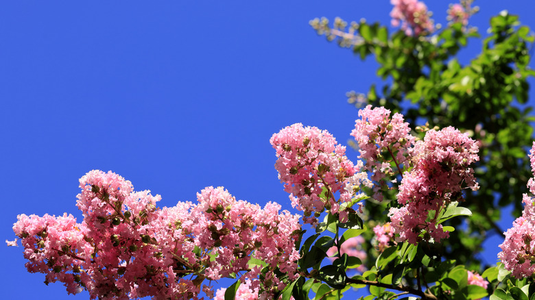 Yaz ortasında çiçek açan Pembe Krep Mersin çiçekleri