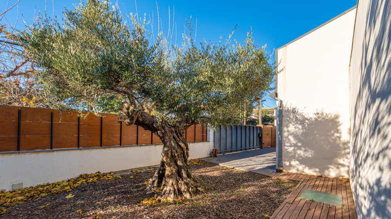 evin arka bahçesinde canlı bir ağaç.