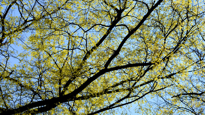 Mavi gökyüzüne karşı ortak çitlembik dalları