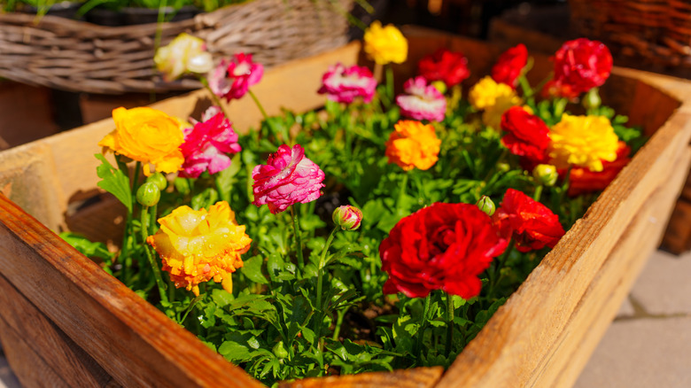 Düğünçiçeği çiçekleri ile ahşap kutu ekici.