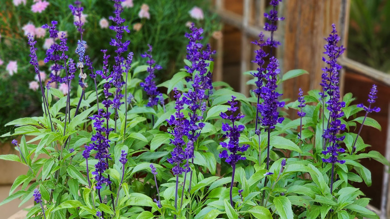 Parlak menekşe mavisi salvia çiçekleri.