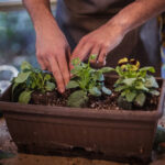 Sundurma Dekoru İçin Kaplarda Güzelce Büyüyen 10 Bahar Çiçeği