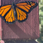 Bahçe Yataklarınızı Kendi Kendine Tohum Veren Bir Çiçekle Aydınlatın Sinek Kuşlarının ve Kelebeklerin Sevgisi