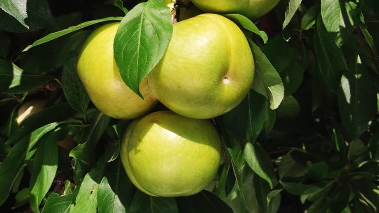 'Lezzet Kraliçesi' pluotunun meyvesi ağaçta asılı duruyor.