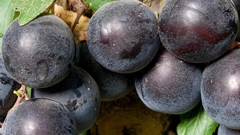 'Sprite' kiraz eriği ağacının koyu mor meyvesi.