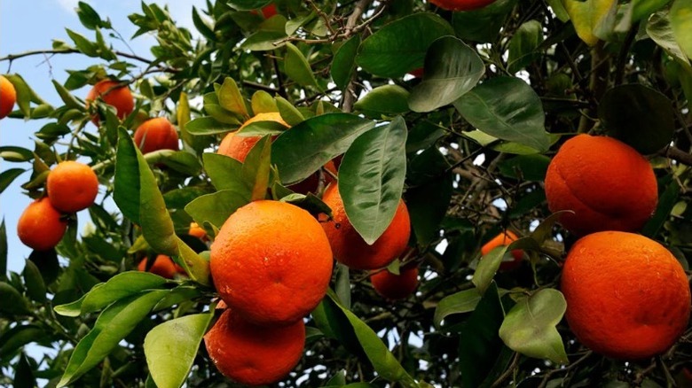 Bol meyveli ve parlak yeşil yapraklı bir tangelo ağacı.