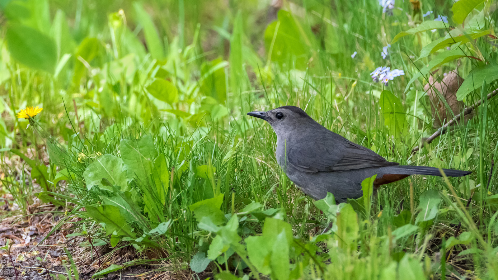 Kuşları Çekmek İçin Bahçenizde Büyüyecek 8 Çiçekli Hibrit Meyve Ağacı