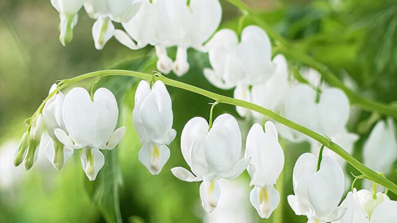 Beyaz çiçekli 'Alba' kanayan kalp çeşidi