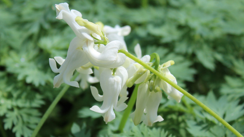 Beyaz çiçeklerle 'Fildişi Kalpler' kanayan kalp çeşidi