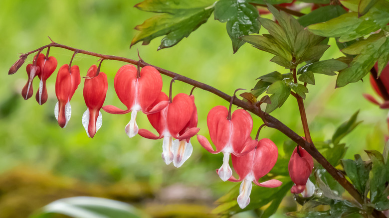 Sevgililer günü kırmızı ve beyaz çiçekli kanayan kalp