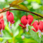 Bahçenizi Güzel Çiçeklerle Dolduran 13 Kanayan Kalp Bitkisi Türü