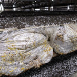 Mantar Kompostu: Sebze Bahçenizin Başarılı Olmasını Sağlayacak Alışılmadık Malzeme