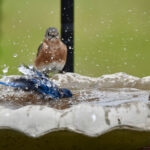 Kuş Banyosunun Yakınında Büyümek İçin Mükemmel Meyveli Asma