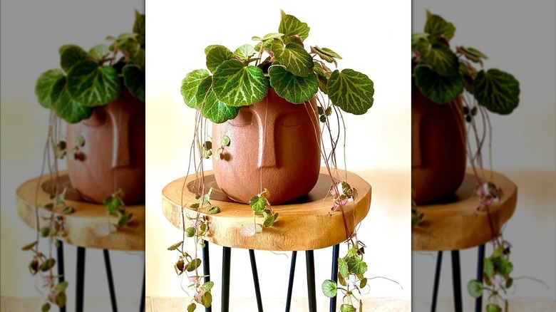 Kahverengi yüz şeklindeki bir saksıda birden fazla bitkicik içeren, takip eden bir çilek begonyası Saxifraga stolonifera