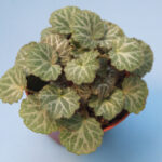 Basit Bir İç Mekan Çilek Begonya Bitkisini Güzel Bir Açıklama Parçasına Dönüştürme