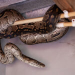 Bakmak! Yılanların Evinizde Saklanıyor Olabileceği Sinsi Noktalar