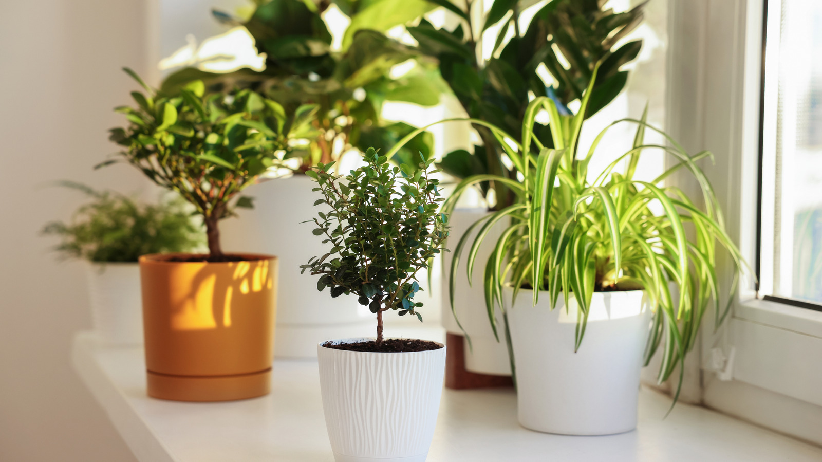 Benzersiz, Az Bakım Gerektiren Bir Ev Bitkisi İçin Kıvırcık Örümcek Bitkisinden Başka Bir Şeye Bakmayın