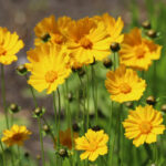 Erken Bahar Beslemesiyle Coreopsis Çiçeklerinizi Başarıya Hazırlayın