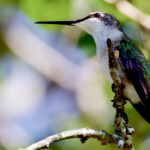 Bahçenizi Sinek Kuşlarıyla Dolduracak 8 Güzel Mavi Adaçayı Bitkisi