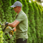 Harika Bir Gizlilik Koruması Oluşturan Çarpıcı Yeşilliklerle Hızla Büyüyen Ağaç