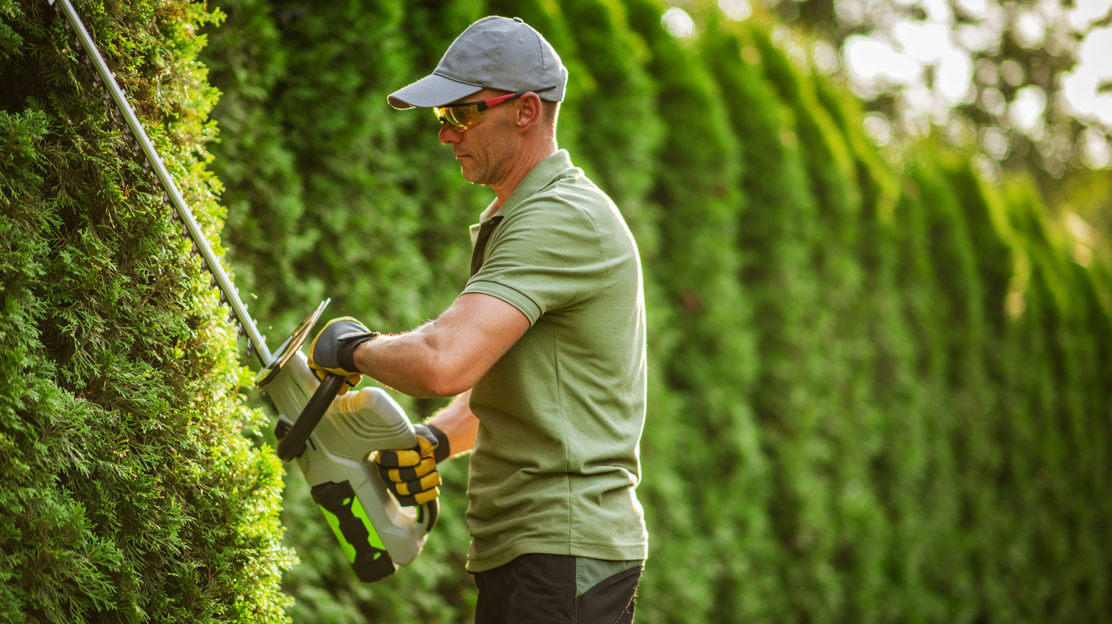 Harika Bir Gizlilik Koruması Oluşturan Çarpıcı Yeşilliklerle Hızla Büyüyen Ağaç