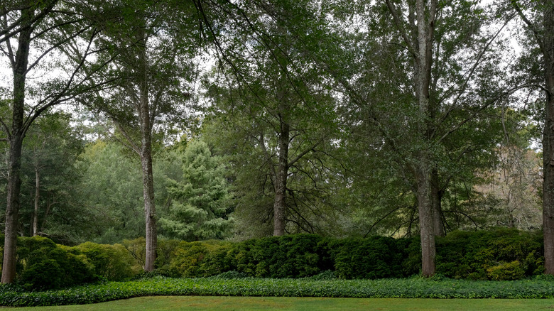 birden fazla ağacın bulunduğu arka bahçe