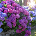 Ortanca Dikimi Önlemek İçin 12 Ortak Arka Bahçe Noktası