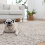 Tüfek Kağıdı Co'ya Parasının Karşılığını Veren 8 Halı Markası