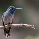 Gölgeli Alanları Borulu Bir Çiçekle Aydınlatın Sinek Kuşlarının Sevgisi