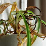 Bu İpuçları ve Tavsiyelerle Donmuş Örümcek Bitkinizi Hayata Döndürün