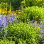 Tüm Yaz Boyunca Güzel Görünen, Kendi Kendine Tohumlanan Mor Çiçek