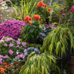 Sıfır Sorunla Konteynerlerde Zahmetsizce Büyüyen Ödüllü Çok Yıllık Bitki