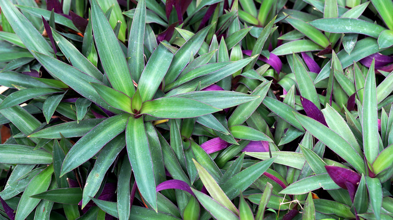 Beşikteki Musa'nın yaprak dökümüne yakın çekim
