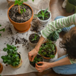İç Mekanda Yetiştirildiğinde Büyüyen Güzel Çiçeklerle Renkli Etli