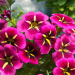 Tüm Yaz Boyunca Tam Basamaklı Yetiştiriciler İçin İlkbaharda Calibrachoa Ekin