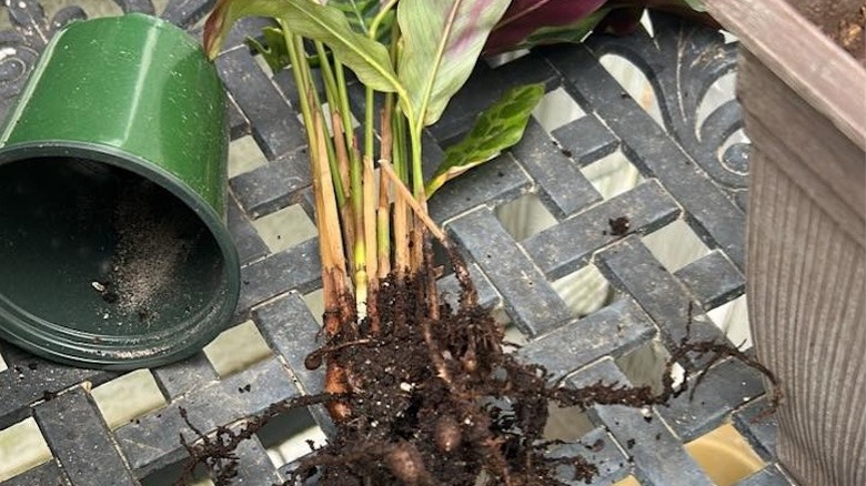 Yeşil plastik saksısından çıkarılmış ve metal bir veranda masasının üzerinde duran bir çıngıraklı yılan bitkisi.