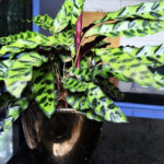 Çıngıraklı Yılan Bitkisini Nasıl Çoğaltabilirsiniz ve Evinizi Çarpıcı Yeşilliklerle Doldurabilirsiniz