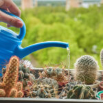 Büyüme Sezonunu Başlatmaya Yardımcı Olmak İçin İlkbaharda Kapalı Bir Kaktüs Nasıl Sulanır?