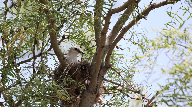 Makas kuyruklu bir sinekkapan, bir ağaçtaki yuvasına tünemişti.